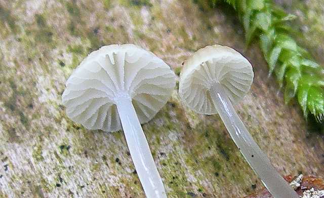 Una peziza nel sacco e altre specie primaverili